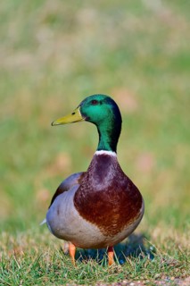 Mallard (Anas platyrhynchos), standing upright in a meadow and looking to the side, spring,