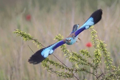 European Roller (Coracias garrulus) flying, Bulgaria