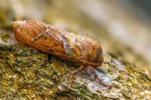 Ampfer root borer, hepialus sylvina, mallow root spinner, orange swift, triodia sylvina, root