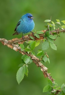Indigo Bunting (Passerina cyanea) male perched on a branch, Texas, USA