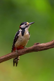 Great spotted woodpecker (Dendrocopos major) Picoides major, Pic Èpeiche, Pico Picapinos, forest,