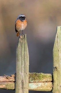 Common Redstart (Phoenicurus phoenicurus) male perched on a fence post, Poland