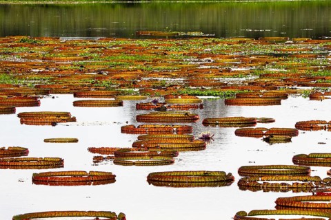 Giant water lily (Victoria amazonica) Pantanal Brazil