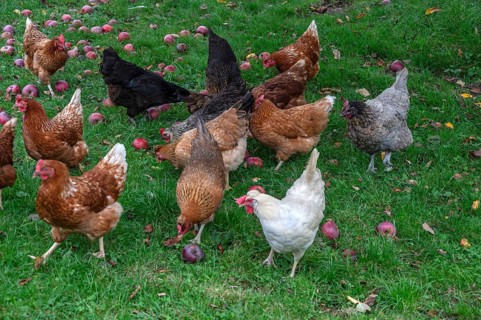 Chickens (Gallus gallus domesticus) in a meadow with fallen apples (Malus), Morschreuth, Upper