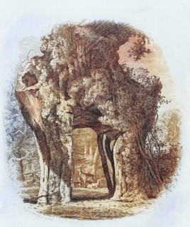 Famous old trees, The Green Dale Oak, the Greendale Oak, was named after the valley in which it
