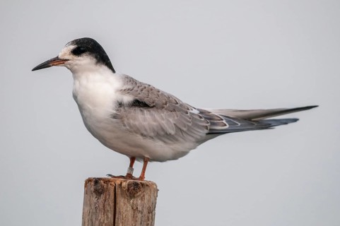 Common tern, common tern, sterna hirundo, birds, charadriiformes, adolescent, juvenile, limikolen,