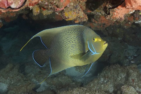 Koran angelfish (Pomacanthus semicirculatus)