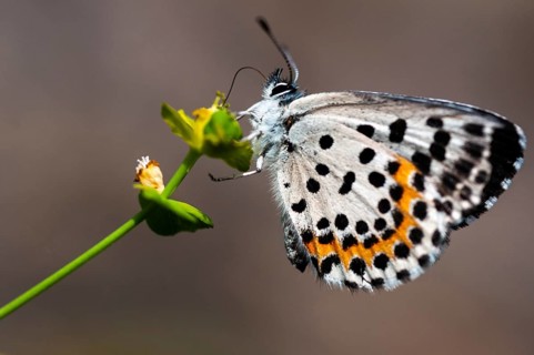 Chequered blue, bluebird, Scolitantides Orion, butterfly, insects, butterfly, butterflies