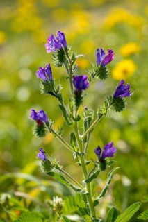 Boraginaceae, Echium Plantagineum, Granelli, Italy, Snake Head, Pantani Cuba and Longarini,