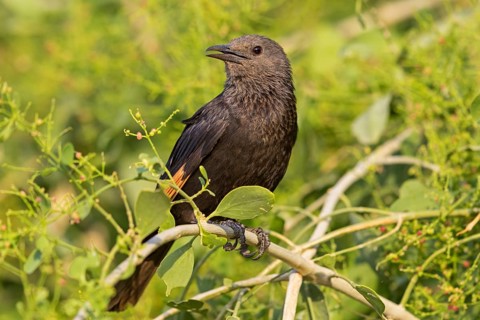 Tristramstar, Tristram's Grackle, Tristram's Starling, Onychognathus tristramii, Rufipenne de