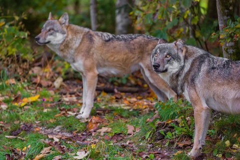 Two eurasian gray wolves (Canis lupus lupus) stand at a forest edge