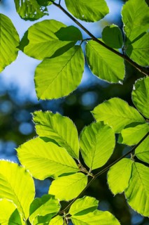 European beech (Fagus sylvatica) leafes against the blue sky in early summer near Regensburg, Upper