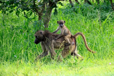 Bear baboon (Papio ursinus), Chakma baboon, adult, female, running, foraging, young, on its