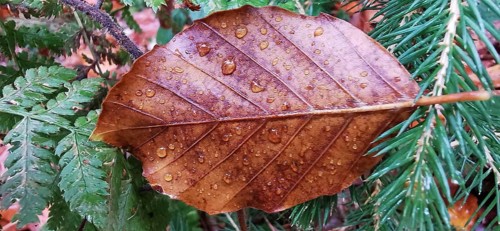 Close-up of a brown leaf in detail with drops of water on fern and softwoods, Frankenwald nature