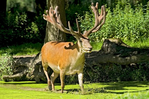 Capital red deer (Cervus elaphus) with magnificent unswept antlers, in bast, wading through muddy