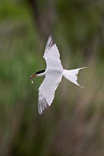 Common tern (Sterna hirundo), in flight with a fish in its beak, Saintes-Marie-de-la-Mer, Camargue,