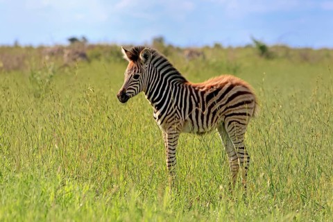 Burchell's zebra (Equus quagga burchelli), Burchell's zebra, young animal, foal, alert, Kruger