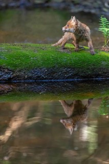 One young red fox, Vulpes vulpes, walking over a mossy rock in a shallow forest creek in late light
