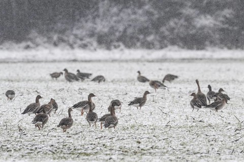 Greylag geese (Anser anser) and Bean geese (Anser fabalis) in the snow, Emsland, Lower Saxony,