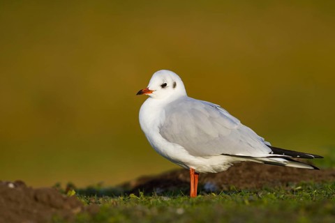Black-headed Gull (Chroicocephalus ridibundus), Bavaria, Germany