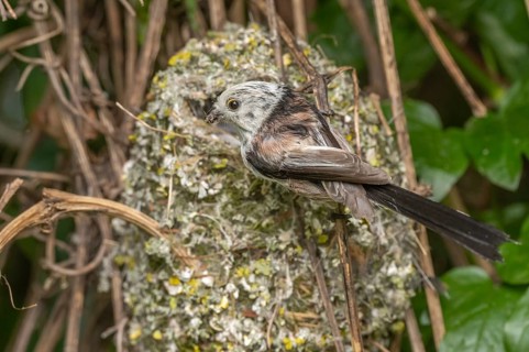Oritis Long-tailed Tit (Aegithalos caudatus) Long-tailed Tit near its nest to feed its chicks. He