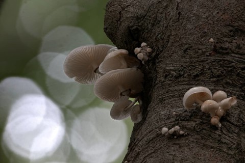 Ringed beech slime moulds (Oudemansiella mucida), Emsland, Lower Saxony, Germany