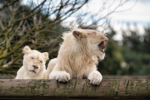 White lions (Panthera leo), pair, male with open mouth, colour mutation, leucism, captive,