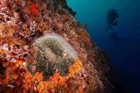 Sea ball, ball algae (Codium bursa), algae, deep in the sea, diver in the background, in the