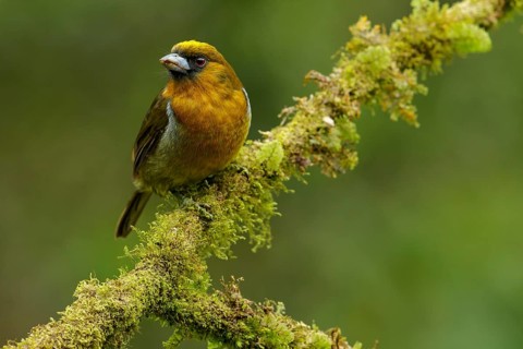 Prong-billed Barbet (Semnornis frantzii) perched on a branch in Costa Rica