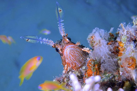 Common lionfish (Pterois volitans)