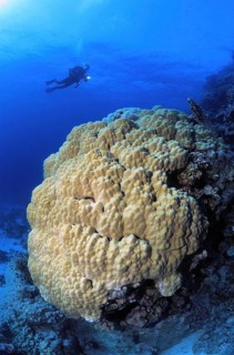 Diver looking at illuminated large coral block of dome coral (Porites nodifera) hard corals stony