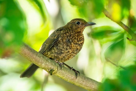 Female of Common Blackbird (Turdus merula), Devon, England, United Kingdom