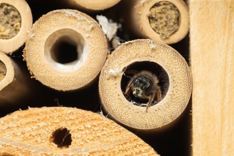 Red mason bee (Osmia rufa) adult insect emerging from a bambo cane in a bee hotel, Suffolk,