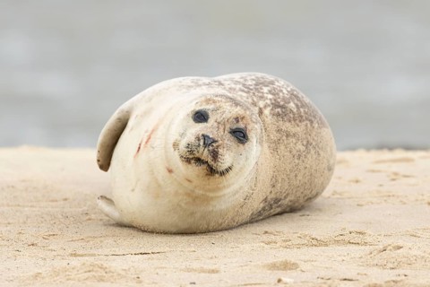 Common or Harbor or Harbour seal (Phoca vitulina) adult marine animal resting on sand on a beach,