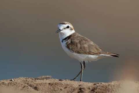 Kentish Plover (Charadrius alexandrinus), Greece