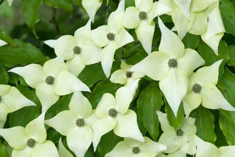 Flowering dogwood (Cornus kousa 'Schmetterling'), Tuinen van Appeltern, Netherlands