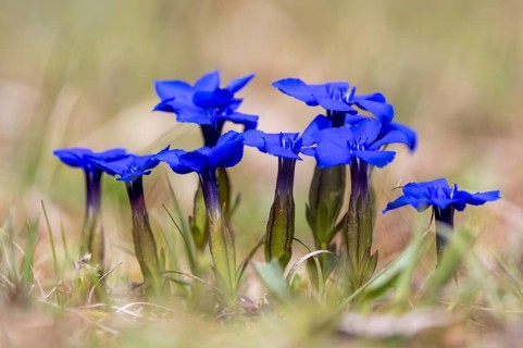 Bavarian gentian (Gentiana bavarica) in flower native to the European Alps