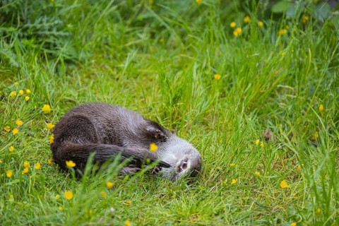 One Eurasian otter (Lutra lutra), playing in green vegetation, trying to catch his own tail. Some