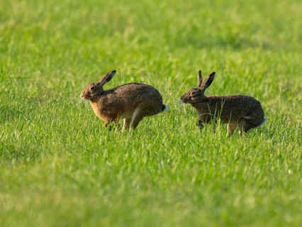 European hare (Lepus europaeus) two hares running across a green meadow, wildlife, Lower Saxony,