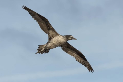 Northern Gannet (Morus bassanus) flying, Schleswig-Holstein, Germany