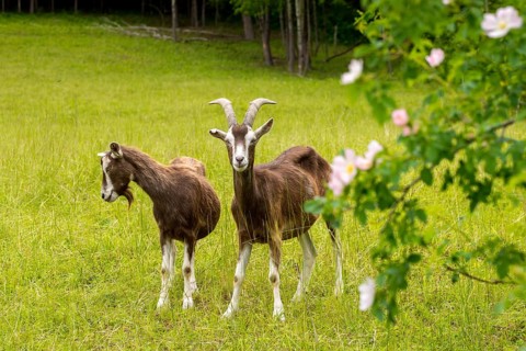 Artiodactyla, Capra aegagrus hircus, even-toed ungulate, domestic goat, cloven-hoofed, domesticated