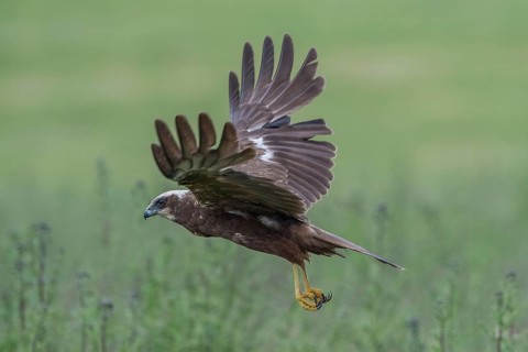 Western Marsh Harrier (Circus aeruginosus) female flying, Mecklenburg-Western Pomerania