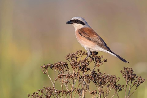 Red-backed Shrike (Lanius collurio) perched on a branch, Poland