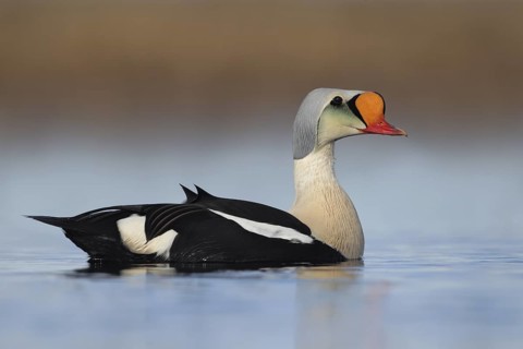 King Eider (Somateria spectabilis) male, Alaska, USA