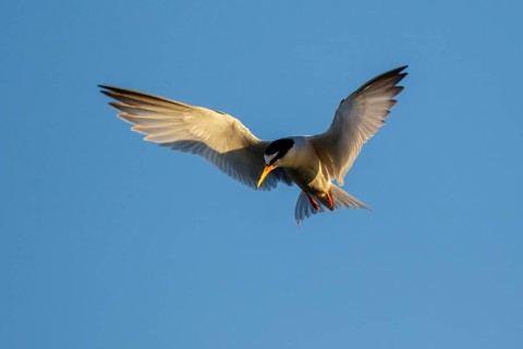 Little Tern (Sternula albifrons) flying, Greece