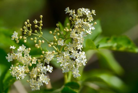 Black elder, Caprifoliaceae, common elder, elder bush, elderberry, European black elderberry,