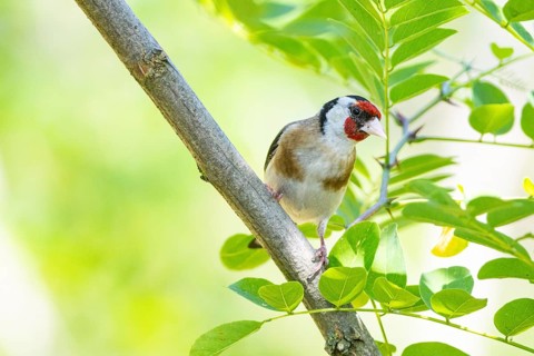 European goldfinch (Carduelis carduelis) Hungary
