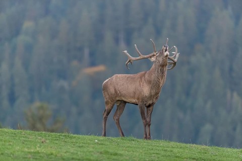One Red Deer stag (Cervus elaphus) at the rutting season, walking over a meadow, calling. A forest
