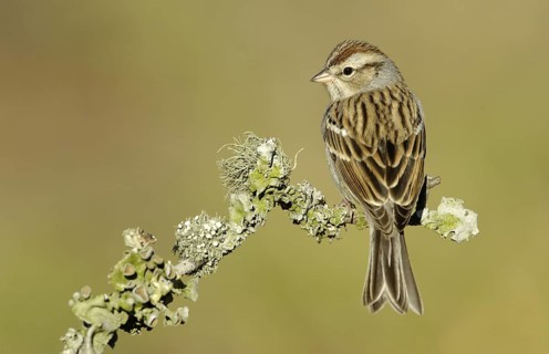 Chipping Sparrow (Spizella passerina), Texas, USA