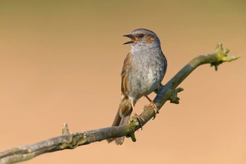 Heckenbraunelle, Dunnock, Hedge Accentor, Prunella modularis, Accenteur mouchet, Acentor Común